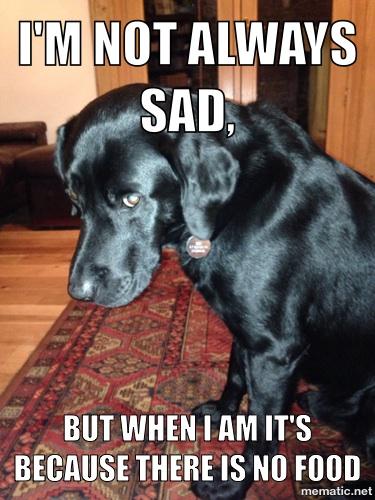 black Labrador Retriever sitting on the carpet while looking on the side photo with a text 