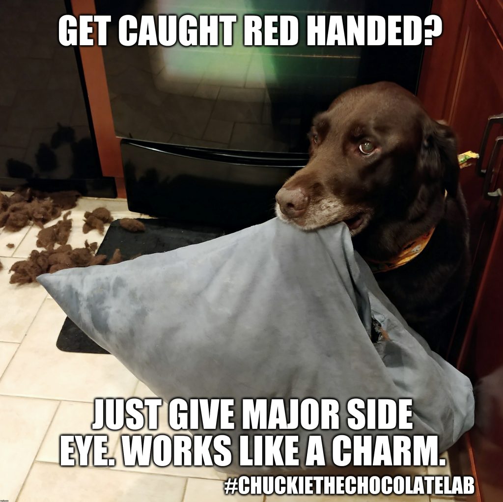 17 Hilarious Labrador Memes Guaranteed To Make You Laugh | Page 2 of 4