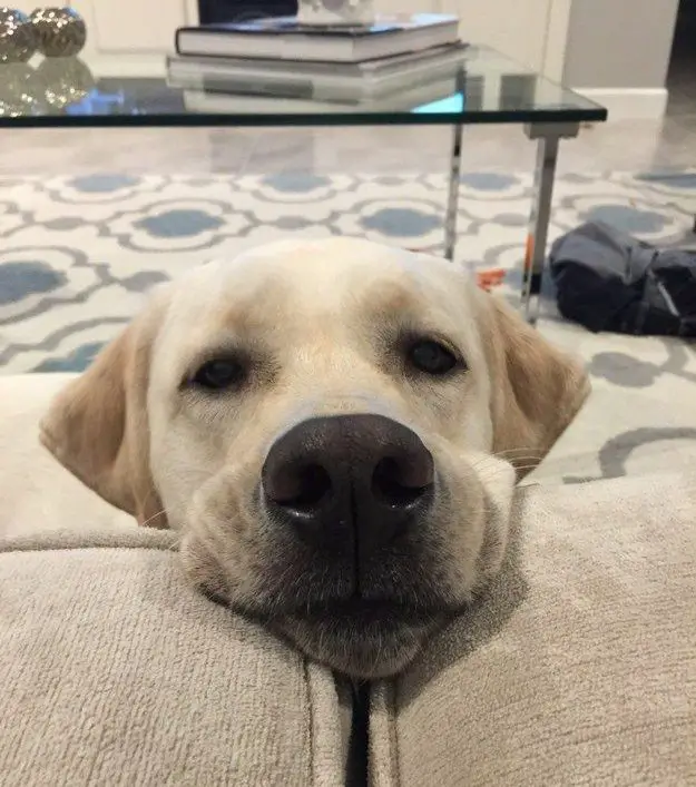 cute labrador face in the couch