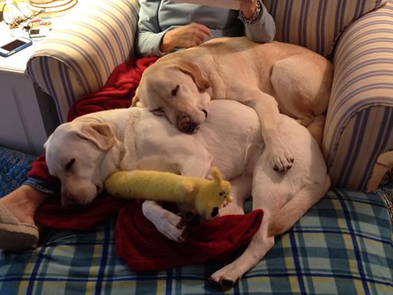 sleeping white Labradors beside each other