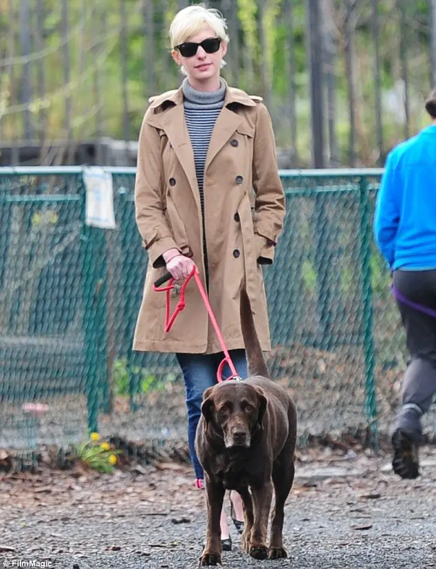 Anne Hathaway walking her Chocolate Brown Labrador Retriever at the park