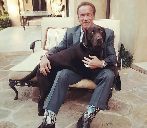 Arnold Schwarzenegger sitting on the chair with his Labrador Retriever lying on top of his lap