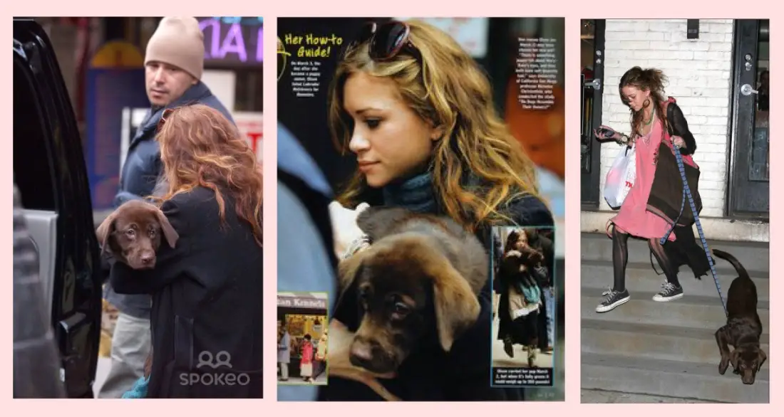 three photos of Mary Kate Olsen with her Labrador Retriever puppy