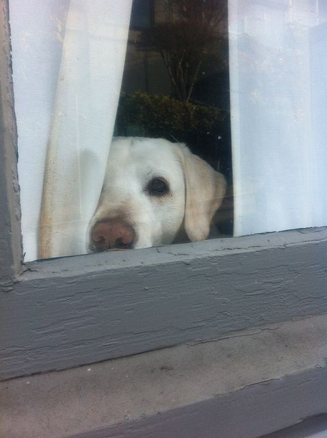 labrador peeking thru the window