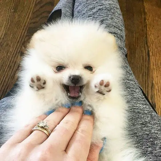 Pomeranian having belly rubs while lying on its owner's lap