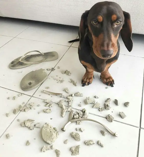 Dachshund with angry eyes and torn to pieces slippers
