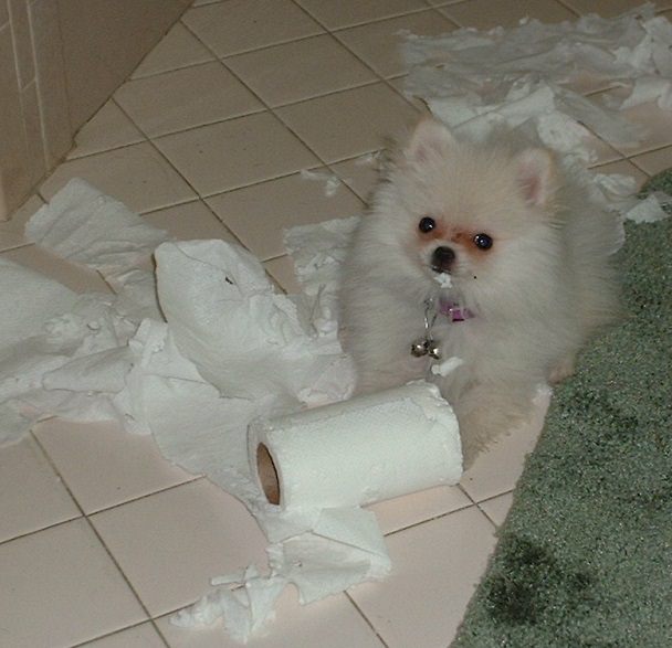 Pomeranian on the floor with tissues torn to pieces