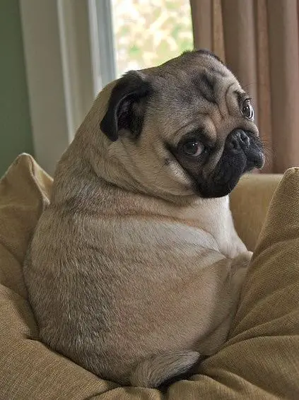 Pug sitting on top of the pillow while looking back with its sad eyes