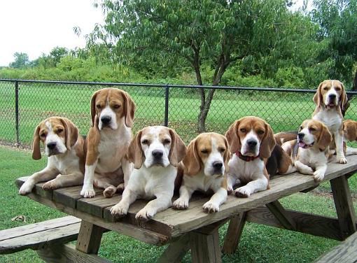 pack of Beagles in the table at the park