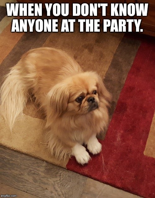 Pekingese lying down on the floor with its sad face photo with a text 