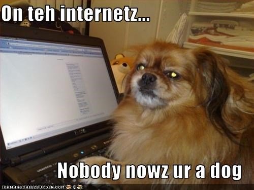 Pekingese in front of the computer photo with a text 