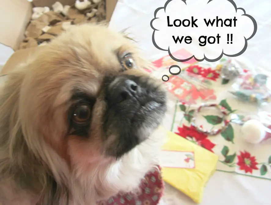 Pekingese dog looking up pack of pressed flowers and package on the bed photo with a text 