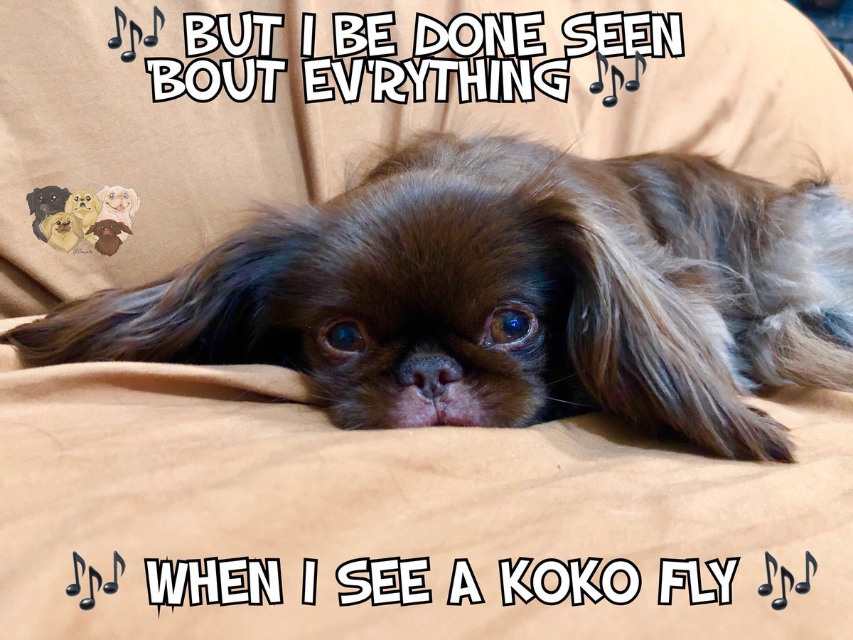 brown Pekingese lying down on the couch photo with a text 