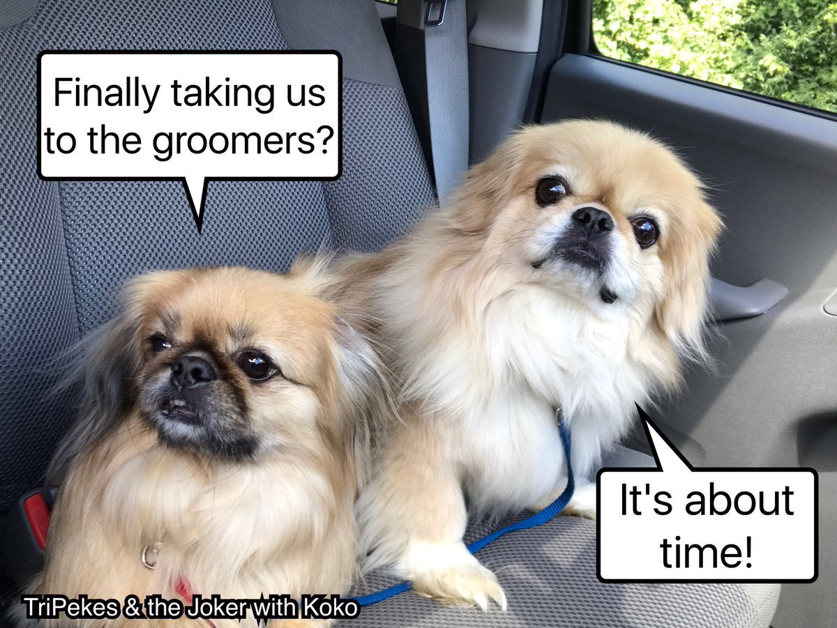 two Pekingese inside the car saying 
