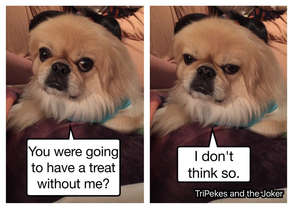 two collage photo of Pekingese saying 