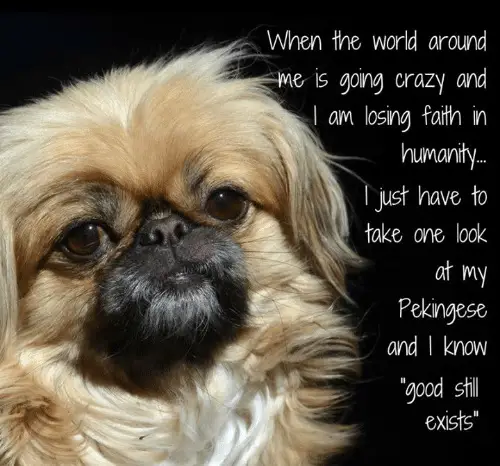 face of Pekingese in an isolated black background with a quote 
