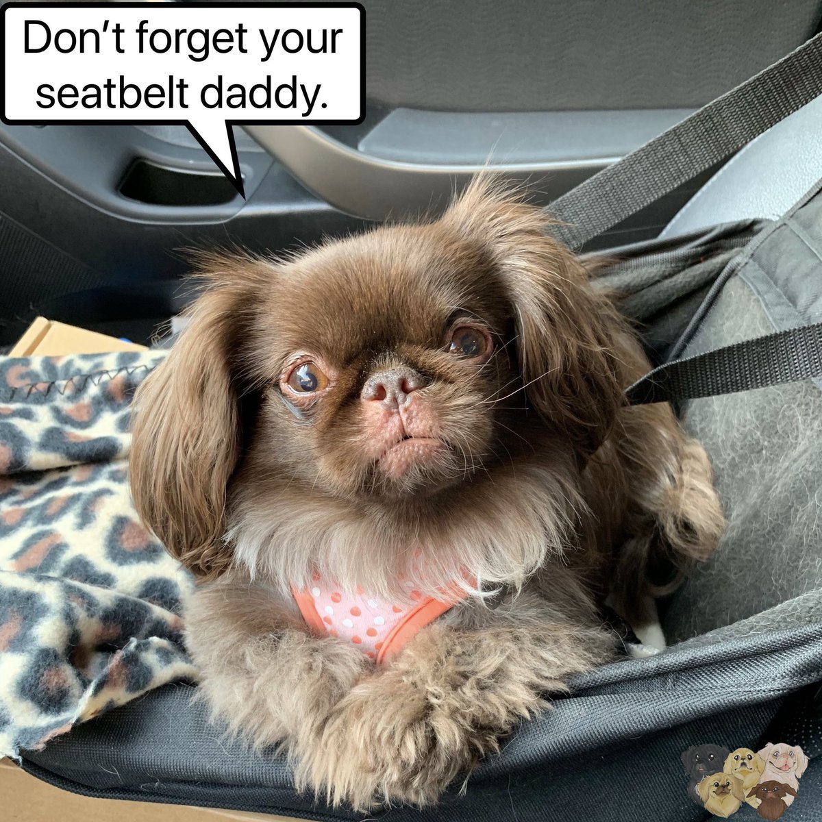 brown Pekingese sitting in the passenger seat saying 