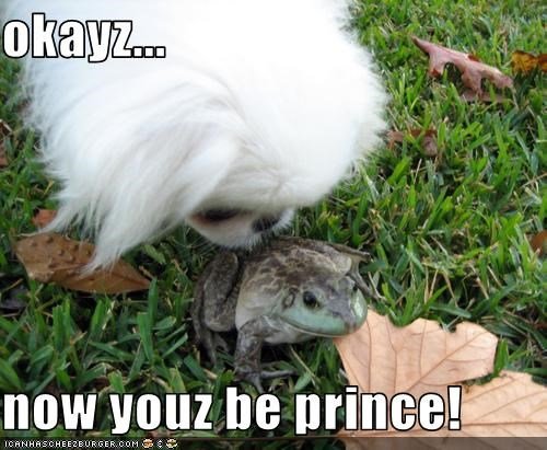 white Pekingese smelling the from in the green grass photo with a text 