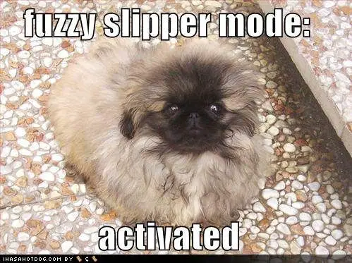 Pekingese with fully fur photo with a text 