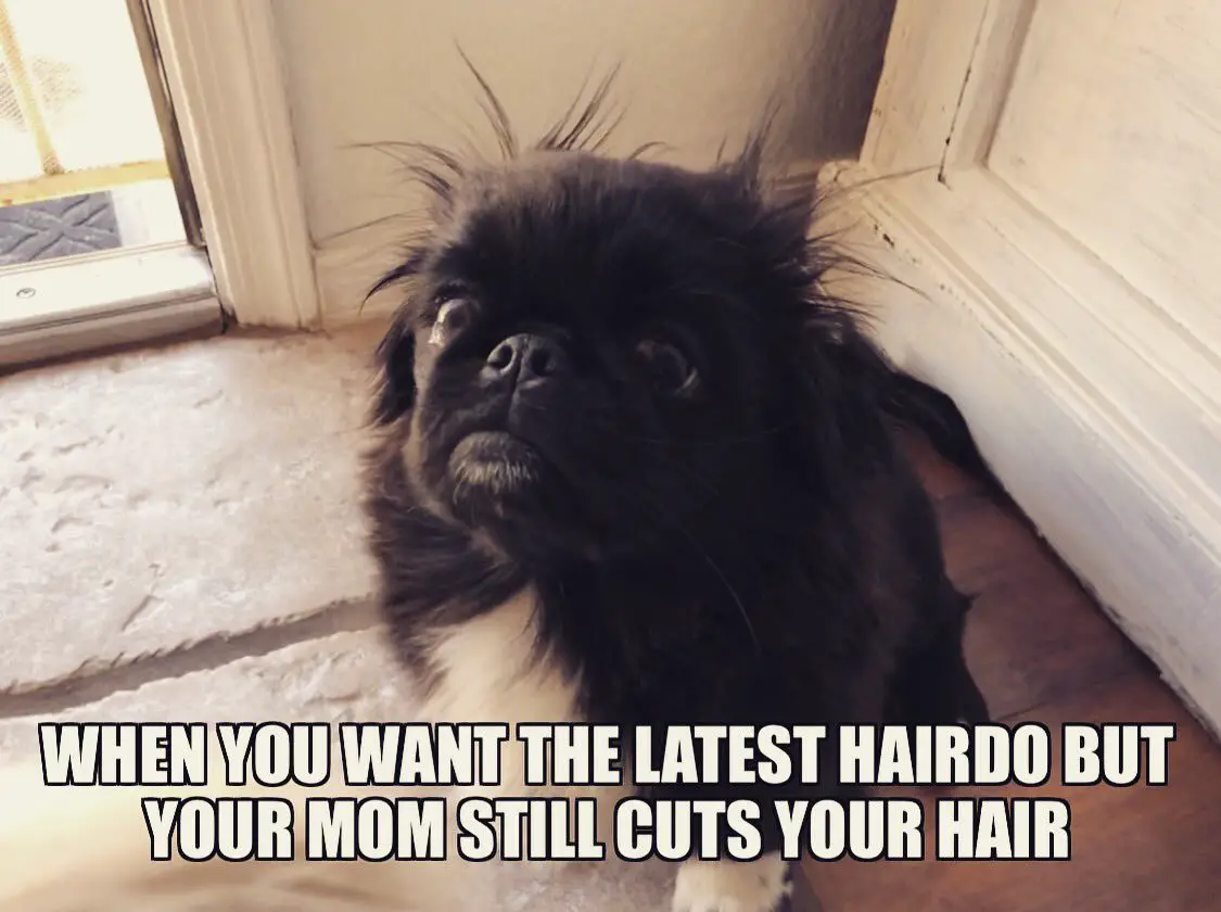 black and white coat Pekingese sitting on the floor photo with a text 
