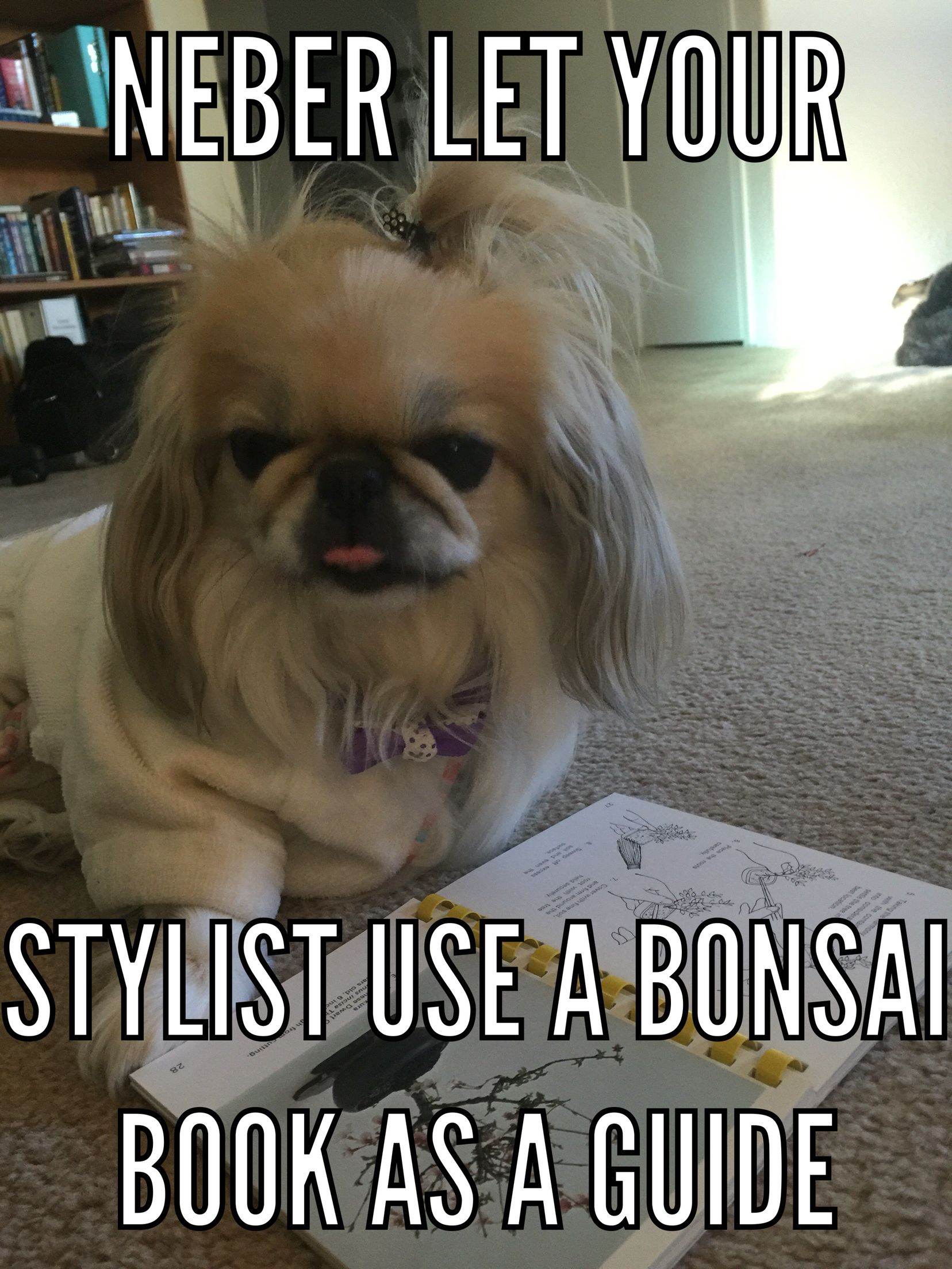 Pekingese on the floor with a picture of Bonsai photo with a text 