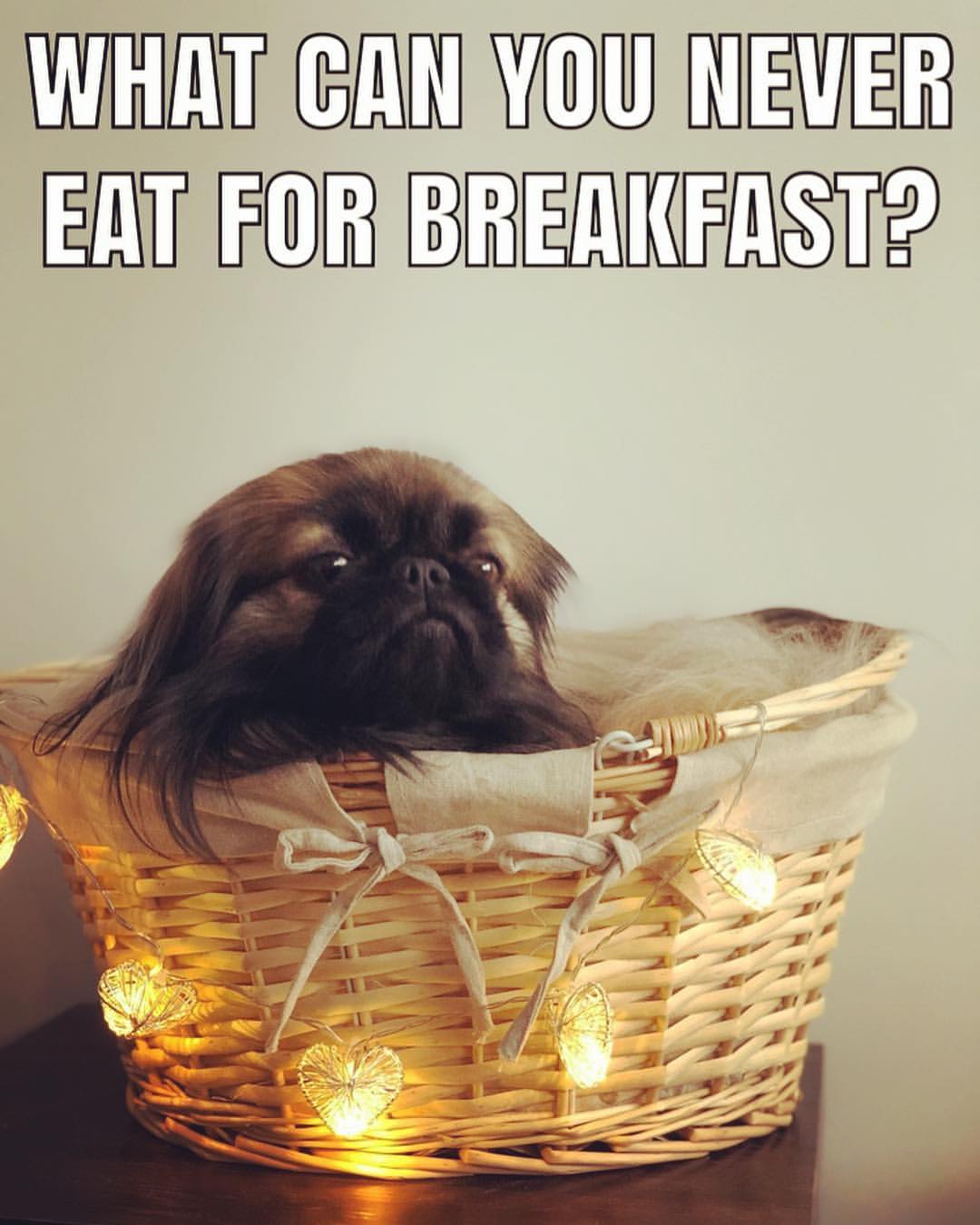 Pekingese inside a basket photo with heart lights and text 