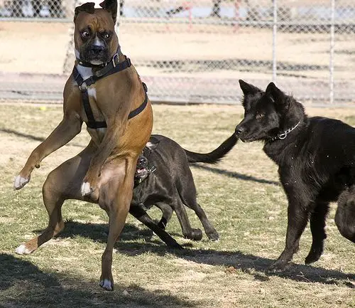 Boxer Dog jumping in the park