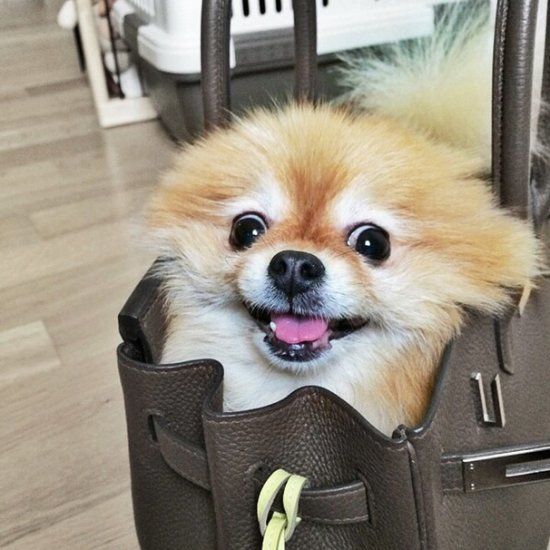 Pomeranian dog in bag