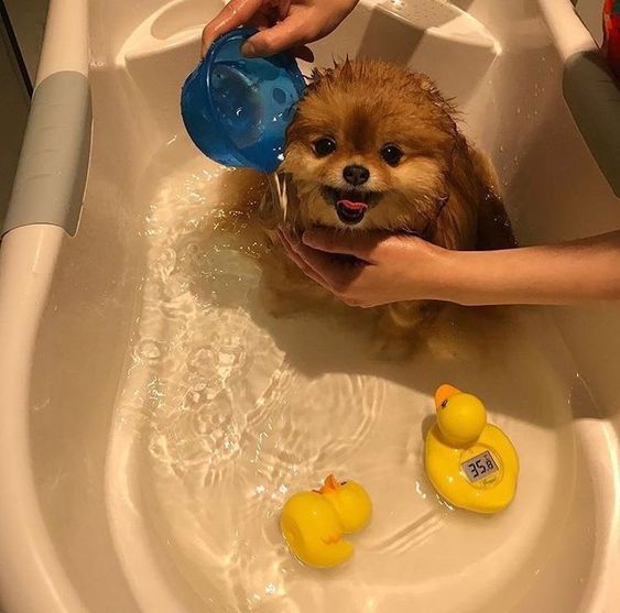 Pomeranian dog taking bath with duckies