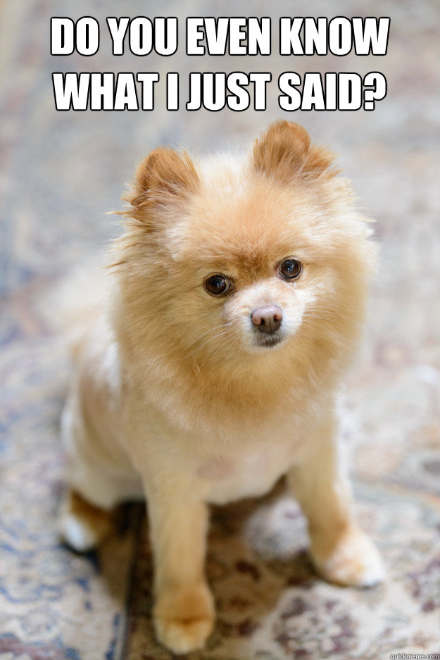 A Pomeranian puppy sitting on the floor photo with text - Do you even know what I just said?