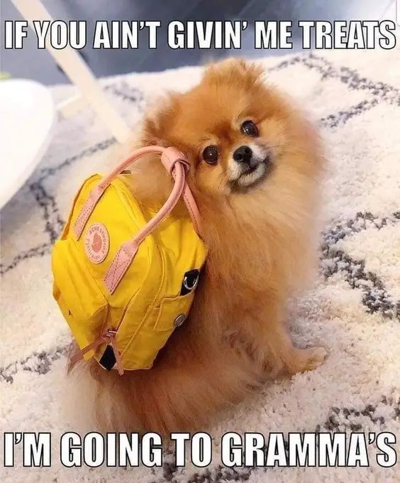 A Pomeranian sitting on the carpet while wearing a backpack photo and text - If you ain't givin me treats. I'm going to grammas