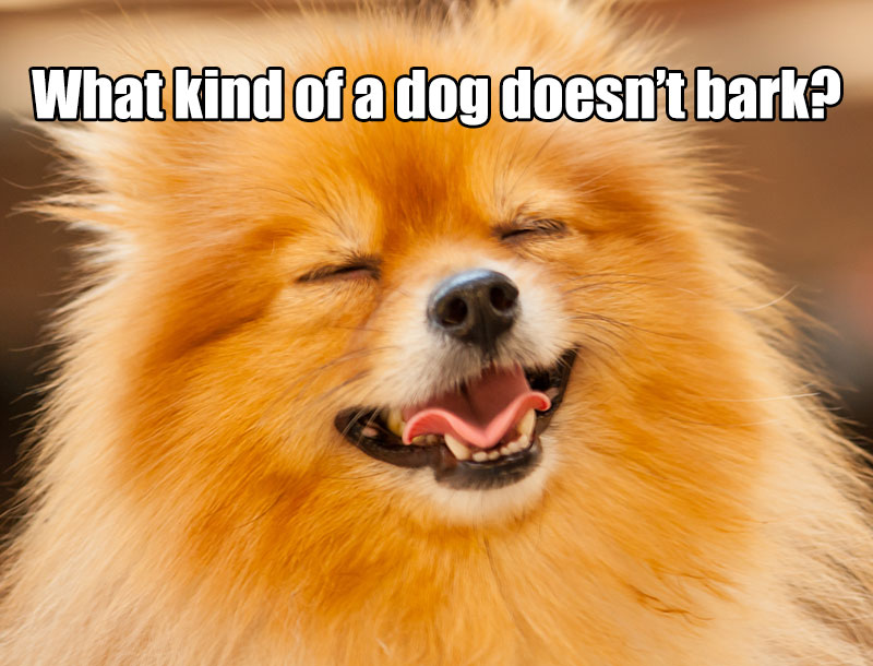 A happy Pomeranian photo with text - What kind of a dog doesn't bark?