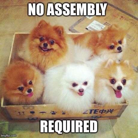 five Pomeranian inside a cardboard box photo with caption - No assembly required