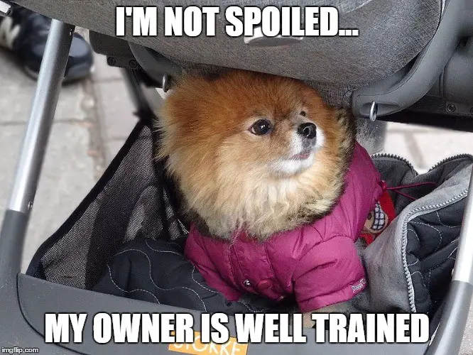 A Pomeranian under the stroller photo with text - I'm not spoiled.. my owner is well trained.
