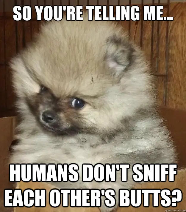 A Pomeranian puppy looking suspiciously photo with caption - So you're telling me... humans don't sniff each other's butt?