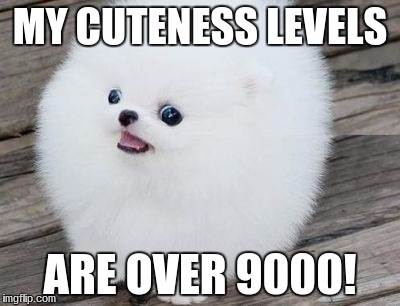photo of a white Pomeranian on the wooden floor photo with caption -My cuteness levels are over 9000!