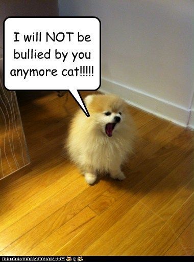 A barking Pomeranian photo with caption - I will not be bullied by you anymore cat!!