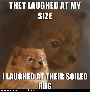 Photo of a Pomeranian with text - They laughed at my size. I laughed at their soiled rug