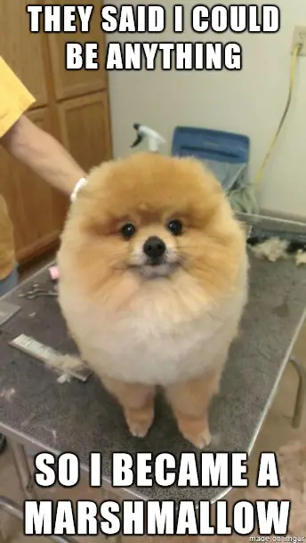 A Pomeranian standing on top of the grooming table photo with caption - They said I could be anything, so I became a marshmallow
