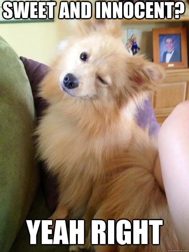 A Pomeranian sitting on the couch while winking photo with caption- Sweet and innocent? Yeah right