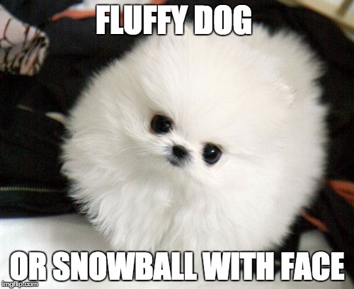 Photo of a white Pomeranian with text - Fluffy Dog or snowball with face