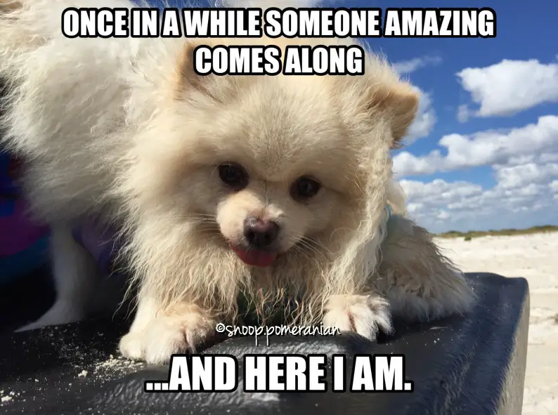 A Pomeranian at the beach photo with caption - Once in a while someone amazing comes along.. and here I am.