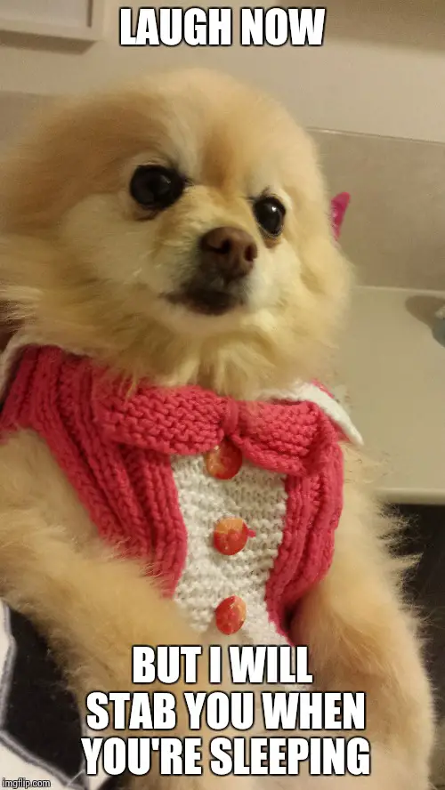A Pomeranian wearing a cute crocheted shirt photo with text - Laugh now but I will stab you when you're sleeping