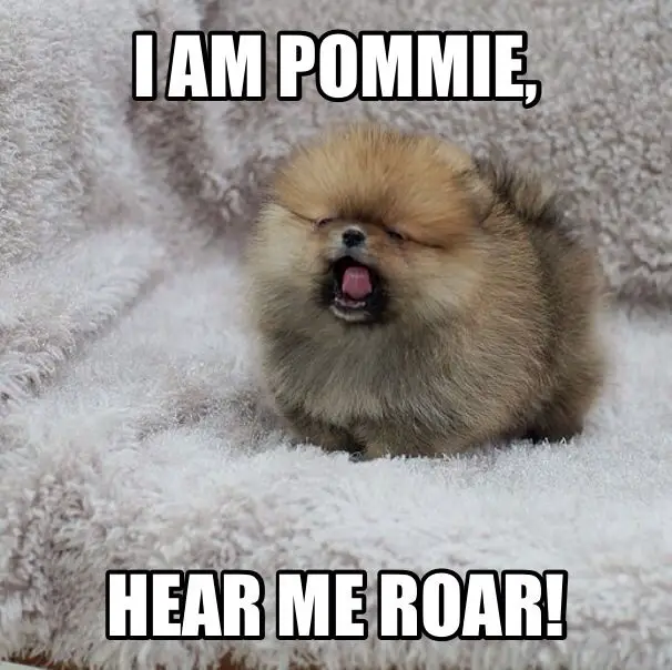 A yawning Pomeranian puppy photo with text - I am a pommie, hear me roar!