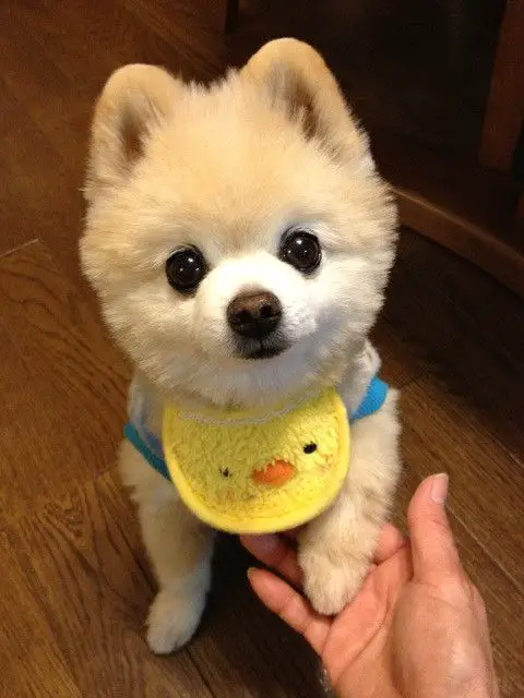 Pomeranian sitting on the floor with its hands on its owner's lap