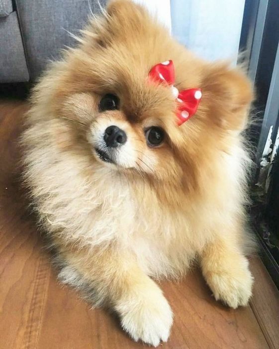 Pomeranian lying on the floor