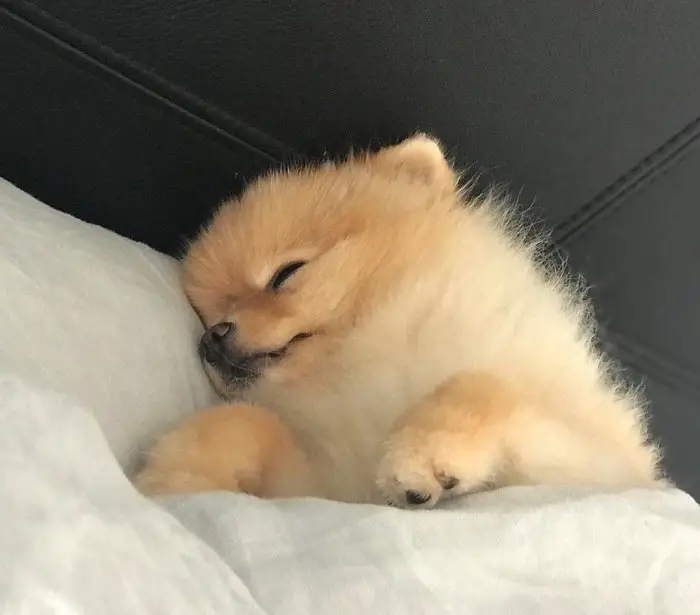 Pomeranian dog sleeping on the bed
