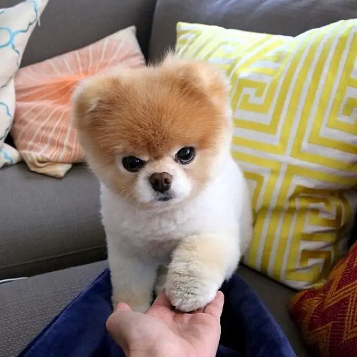 Pomeranian puppy putting its paw in its owner's hand