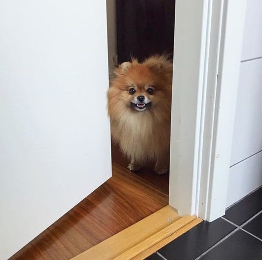 Pomeranian dog peeking by the door