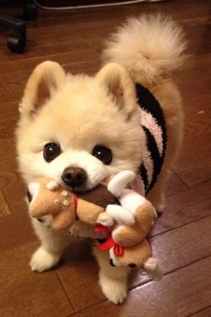 Pomeranian dog with a toy in its mouth